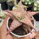 Rare Aloe Christmas Carol Cactus Flower Houseplant Live Plant - Plant for Your Home Garden