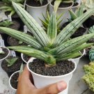 Sansevieria Boncel Platinum Flower Houseplant Live Plant - Plant for Your Home Garden