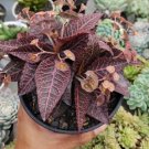 Euphorbia francoisii Flower Houseplant Live Plant - Plant for Your Home Garden