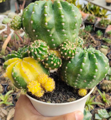 Echinopsis Subdenudata Easter Flower Houseplant Live Plant - Plant for Your Home Garden