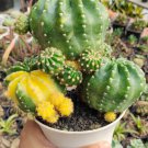 Echinopsis Subdenudata Easter Flower Houseplant Live Plant - Plant for Your Home Garden