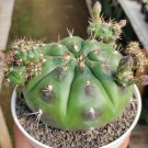Gymnocalycium horstii Flower Houseplant Live Plant - Plant for Your Home Garden