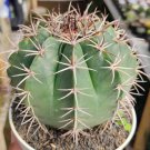 Melocactus matanzanus Flower Houseplant Live Plant - Plant for Your Home Garden