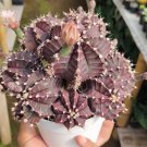 Purple Gymnocalycium mihanovichii Flower Houseplant Live Plant - Plant for Your Home Garden