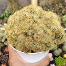 Mammillaria Elongata Cactus Flower Houseplant Live Plant - Plant for Your Home Garden