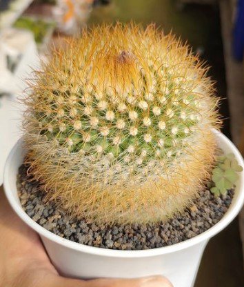 Notocactus Leneinhauseaii RARE Cactus Flower Houseplant Live Plant - Plant for Your Home Garden