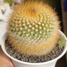 Notocactus Leneinhauseaii RARE Cactus Flower Houseplant Live Plant - Plant for Your Home Garden