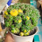 Gymnocalycium Damsii Variegated Flower Houseplant Live Plant - Plant for Your Home Garden