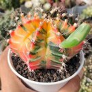 Gymnocalycium Mihanovichii Variegated Flower Houseplant Live Plant - Plant for Your Home Garden