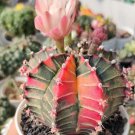 Gymnocalycium Mihanovichii Var. Friedrichii Houseplant Live Plant - Plant for Your Home Garden