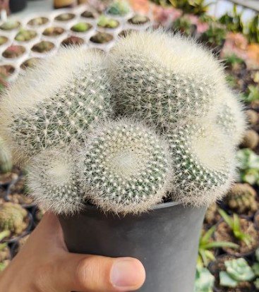 Parodia Scopa 'Silver Ball Cactus' Flower Houseplant Live Plant - Plant for Your Home Garden