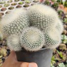 Parodia Scopa 'Silver Ball Cactus' Flower Houseplant Live Plant - Plant for Your Home Garden