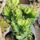 Euphorbia lactea cristata green Flower Houseplant Live Plant - Plant for Your Home Garden