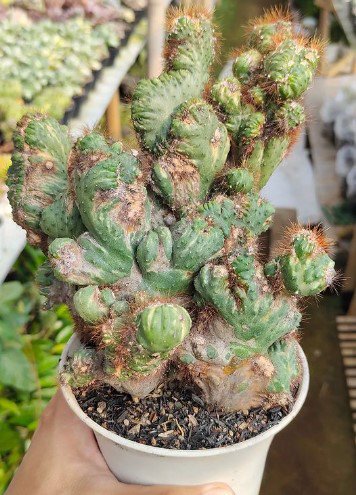 Cereus Peruvianus Monstrose Apple Flower Houseplant Live Plant - Plant for Your Home Garden