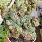 Cereus Peruvianus Monstrose Apple Flower Houseplant Live Plant - Plant for Your Home Garden