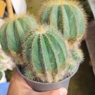 Balloon Cactus (Notocactus Magnificus) Flower Houseplant Live Plant - Plant for Your Home Garden