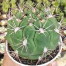 Gymnocalycium saglionis Flower Houseplant Live Plant - Plant for Your Home Garden