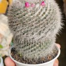 Mammillaria Bombycina Cactus Flower Houseplant Live Plant - Plant for Your Home Garden