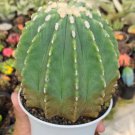 Ferocactus glaucescens Cactus Flower Houseplant Live Plant - Plant for Your Home Garden