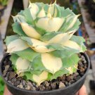 Agave Isthmensis 'Ohi Raijin Shiro Nakafu' Flower Houseplant Live Plant - Plant for Your Home Garden