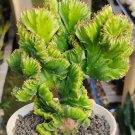 euphorbia lactea cristata Flower Houseplant Live Plant - Plant for Your Home Garden