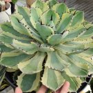 Agave potatorum 'Kichiokan Marginata' Flower Houseplant Live Plant - Plant for Your Home Garden