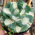 Agave Shoji Raijin variegated Flower Houseplant Live Plant - Plant for Your Home Garden