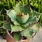 agave titanota RARE Flower Houseplant Live Plant - Plant for Your Home Garden
