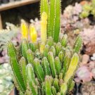 Acanthocereus Tetragonus RARE Flower Houseplant Live Plant - Plant for Your Home Garden