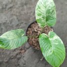 homalomena star dust Flower Houseplant Live Plant - Plant for Your Home Garden