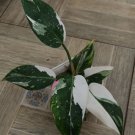 philodendron white wizard Flower Houseplant Live Plant - Plant for Your Home Garden