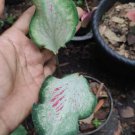 Caladium Pink Rinata Flower Houseplant Live Plant - Plant for Your Home Garden