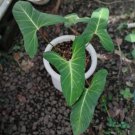 homalomena crinipes Flower Houseplant Live Plant - Plant for Your Home Garden