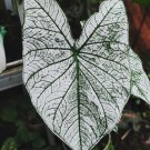 White Christmas Caladium Flower Houseplant Live Plant - Plant for Your Home Garden