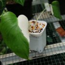 Monstera Variegata Half Moon Flower Houseplant Live Plant - Plant for Your Home Garden