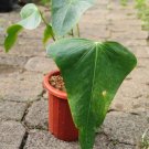 Anthurium subsignatum Flower Houseplant Live Plant - Plant for Your Home Garden