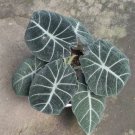 Alocasia Black Velvet Flower Houseplant Live Plant - Plant for Your Home Garden