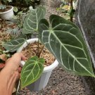 Anthurium crystallinum Flower Houseplant Live Plant - Plant for Your Home Garden