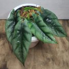 Alocasia reversa African Mask Flower Houseplant Live Plant - Plant for Your Home Garden