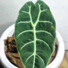 Alocasia Watsoniana Flower Houseplant Live Plant - Plant for Your Home Garden
