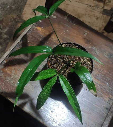 Anthurium Polydactylum Flower Houseplant Live Plant - Plant for Your Home Garden