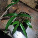Anthurium Polydactylum Flower Houseplant Live Plant - Plant for Your Home Garden