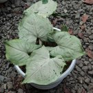 Syngonium green splash Flower Houseplant Live Plant - Plant for Your Home Garden