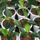 Philodendron Birkin Flower Houseplant Live Plant - Plant for Your Home Garden