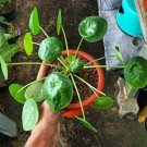 Pilea Peperomioides Chinese Money Flower Houseplant Live Plant - Plant for Your Home Garden