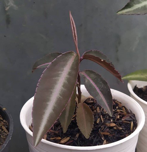 labisia pumila red sp Flower Houseplant Live Plant - Plant for Your Home Garden