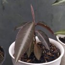 labisia pumila red sp Flower Houseplant Live Plant - Plant for Your Home Garden