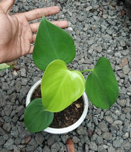 Philodendron Microstictum Flower Houseplant Live Plant - Plant for Your Home Garden