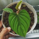 Philodendron Plowmanii Flower Houseplant Live Plant - Plant for Your Home Garden