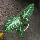 Xanthosoma lindenii Magnificum Flower Houseplant Live Plant - Plant for Your Home Garden